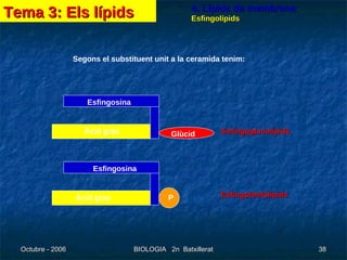 4. Lípids de membrana Esfingolípids Segons el substituent unit a la ceramida tenim: Esfingoglucolípids Esfingofosfolípids Esfingosina Àcid gras Glùcid P Esfingosina Àcid gras Tema 3: Els lípids 