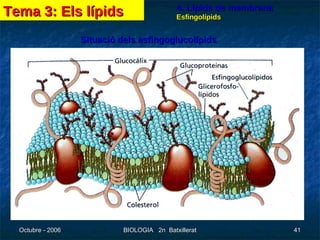 4. Lípids de membrana Esfingolípids Situació dels esfingoglucolípids Tema 3: Els lípids 
