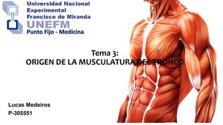 Tema 3:
ORIGEN DE LA MUSCULATURA DEL TRONCO
Lucas Medeiros
P-305551
Punto Fijo - Medicina
 