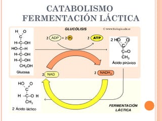 CATABOLISMO
FERMENTACIÓN LÁCTICA
 