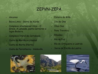 ZEPVN-ZEPAAncaresBaixa Limia - Serra do XurésComplexo intermareal Umia - O Grove, A Lanzada, punta Carreirón e lagoa BodeiraComplexo litoral de CorrubedoCosta da Mariña occidentalCosta da Morte (Norte)Costa de Ferrolterra - ValdoviñoEsteiro do MiñoIlla de OnsIllas CíesPena TrevincaRibadeoRía de FozRía de Ortigueira e LadridoSerra da Enciña da Lastra