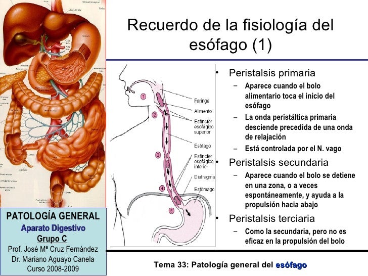 Tema 33 Pg Del Esofago