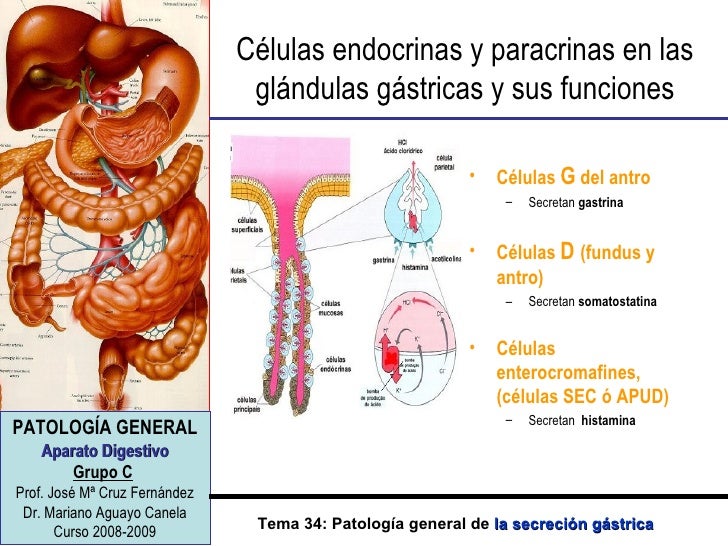 T E M A 34 P G De La Secrecion Gastrica T E M A 34 P G De La Secrecion Gastrica