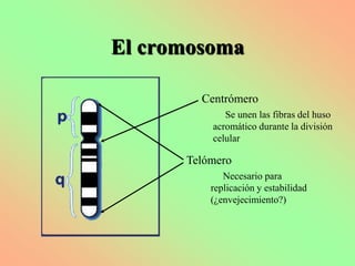 El cromosoma

        Centrómero
             Se unen las fibras del huso
          acromático durante la división
          celular

      Telómero
             Necesario para
          replicación y estabilidad
          (¿envejecimiento?)
 