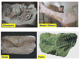Dinosaurio    Mamut (fémur)




Serpe        Fento
 