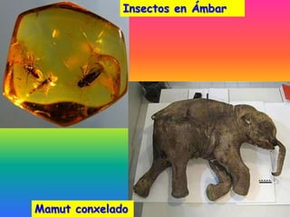 Insectos en Ámbar




Mamut conxelado
 