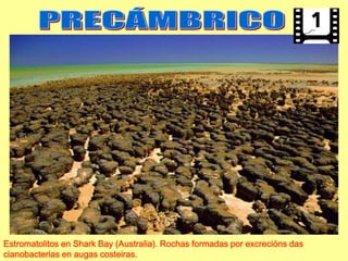 Estromatolitos en Shark Bay (Australia). Rochas formadas por excrecións das
cianobacterias en augas costeiras.
 