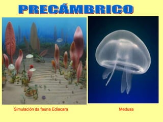 Simulación da fauna Ediacara   Medusa
 