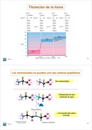 Titulación de la lisina




                                                                                                25
TEMA 3




         Los aminoácidos se pueden unir por enlaces peptídicos


                                                                    Dos aminoácidos




                                                                       Eliminación de una
                                                                        molécula de agua




                             Enlace peptídico

                                                                     ... Formación del enlace
                                                                             CO-NH


            Extremo amino                       Extremo carboxilo
                                                                                                26
TEMA 3
 