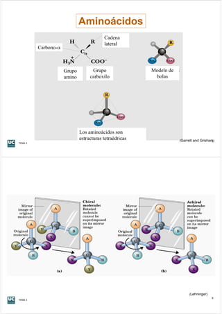 Aminoácidos
                                         Cadena
                                         lateral
         Carbono-α



                     Grupo         Grupo                Modelo de
                     amino        carboxilo              bolas




                             Los aminoácidos son
                             estructuras tetraédricas               (Garrett and Grisham)
                                                                                        5
TEMA 3




                                                                         (Lehninger)
                                                                                       6
TEMA 3
 