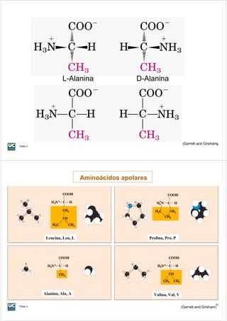 L-Alanina                D-Alanina




                                                                      (Garrett and Grisham9
                                                                                          )
TEMA 3




                            Aminoácidos apolares




          Leucina, Leu, L                          Prolina, Pro, P




         Alanina, Ala, A                             Valina, Val, V

                                                                                          10
TEMA 3                                                                (Garrett and Grisham)
 