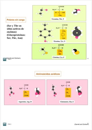 Treonina, Thr, T
 Polares sin carga

 (Ser y Thr en
 sitios activos de
 enzimas)
 (Glucoproteínas:
 Ser, Thr, Asn)
                                                    Tirosina, Tyr, Y




(Garrett and Grisham)
                                                    Cisteína, Cys, C
                                                                                                    13
  TEMA 3




                                      Aminoácidos acídicos




                  Aspartato, Asp, D                           Glutamato, Glu, E




                                                                                                    14
  TEMA 3                                                                          (Garrett and Grisham)
 
