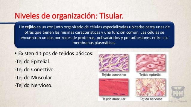 Niveles de organización de la materia Tisular