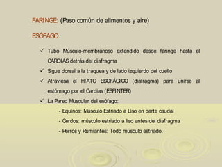 FARINGE: (Paso común de alimentos y aire)
ESÓFAGO
 Tubo Músculo-membranoso extendido desde faringe hasta el
CARDIAS detrás del diafragma
 Sigue dorsal a la traquea y de lado izquierdo del cuello
 Atraviesa el HIATO ESOFÁGICO (diafragma) para unirse al
estómago por el Cardias (ESFINTER)
 La Pared Muscular del esófago:
- Equinos: Músculo Estriado a Liso en parte caudal
- Cerdos: músculo estriado a liso antes del diafragma
- Perros y Rumiantes: Todo músculo estriado.
 