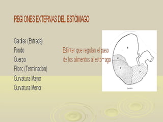 Tema 3 anatomia