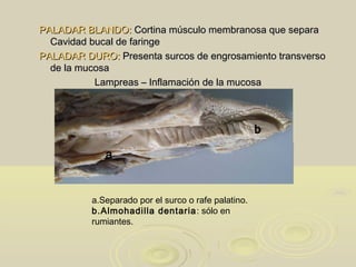 PALADAR BLANDO:PALADAR BLANDO: Cortina músculo membranosa que separaCortina músculo membranosa que separa
Cavidad bucal de faringeCavidad bucal de faringe
PALADAR DURO:PALADAR DURO: Presenta surcos de engrosamiento transversoPresenta surcos de engrosamiento transverso
de la mucosade la mucosa
Lampreas – Inflamación de la mucosaLampreas – Inflamación de la mucosa
a.Separado por el surco o rafe palatino.
b.Almohadilla dentaria: sólo en
rumiantes.
a
b
 