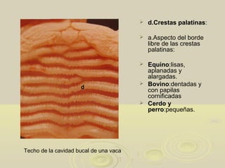  d.Crestas palatinas:
 a.Aspecto del borde
libre de las crestas
palatinas:
 Equino:lisas,
aplanadas y
alargadas.
 Bovino:dentadas y
con papilas
cornificadas
 Cerdo y
perro:pequeñas.
Techo de la cavidad bucal de una vaca
d
 
