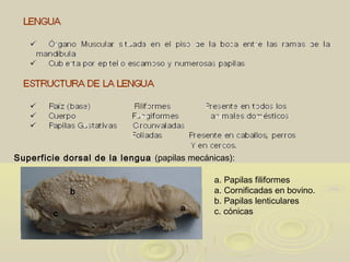 Superficie dorsal de la lengua (papilas mecánicas):
a. Papilas filiformes
a. Cornificadas en bovino.
b. Papilas lenticulares
c. cónicasa
b
c
 