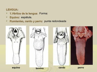 LENGUA:LENGUA:
 1.Vértice de la lengua1.Vértice de la lengua:: Forma:Forma:
 EquinoEquino:: espátula.espátula.
 Rumiantes, cerdo y perroRumiantes, cerdo y perro: punta redondeada: punta redondeada
equino bovino cerdo perro
 