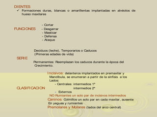 DIENTES
 Formaciones duras, blancas o amarillentas implantadas en alvéolos de
hueso maxilares
- Cortar
FUNCIONES - Desgarrar
- Masticar
- Defensa
- Ataque
Deciduos (leche), Temporarios o Caducos
(Primeras edades de vida)
SERIE
Permanentes: Reemplazan los caducos durante la época del
Crecimiento.
Incisivos: delanteros implantados en premaxilar y
Mandíbula, se enumeran a partir de la sínfisis a los
Lados:
- Centrales: intermedios 1º
CLASIFICACION intermedios 2º
- Externos
NO Rumiantes un solo par de incisivos intermedios
Caninos: Colmillos un solo par en cada maxilar, ausente
En yeguas y rumiantes
Premolares y Molares (lados del arco central)
 
