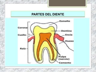 PARTES DEL DIENTE
 