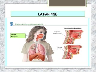 LA FARINGE
 