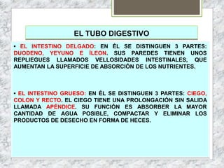 EL TUBO DIGESTIVO
• EL INTESTINO DELGADO: EN ÉL SE DISTINGUEN 3 PARTES:
DUODENO, YEYUNO E ÍLEON. SUS PAREDES TIENEN UNOS
REPLIEGUES LLAMADOS VELLOSIDADES INTESTINALES, QUE
AUMENTAN LA SUPERFICIE DE ABSORCIÓN DE LOS NUTRIENTES.
• EL INTESTINO GRUESO: EN ÉL SE DISTINGUEN 3 PARTES: CIEGO,
COLON Y RECTO. EL CIEGO TIENE UNA PROLONGACIÓN SIN SALIDA
LLAMADA APÉNDICE. SU FUNCIÓN ES ABSORBER LA MAYOR
CANTIDAD DE AGUA POSIBLE, COMPACTAR Y ELIMINAR LOS
PRODUCTOS DE DESECHO EN FORMA DE HECES.
 