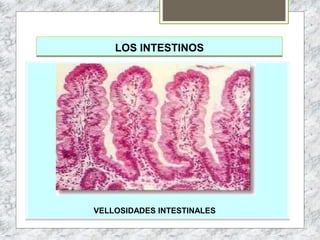 LOS INTESTINOS
VELLOSIDADES INTESTINALES
 