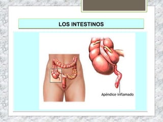 LOS INTESTINOS
 