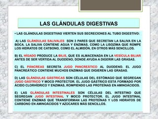 LAS GLÁNDULAS DIGESTIVAS
• LAS GLÁNDULAS DIGESTIVAS VIERTEN SUS SECRECIONES AL TUBO DIGESTIVO:
A) LAS GLÁNDULAS SALIVALES SON 3 PARES QUE SECRETAN LA SALIVA EN LA
BOCA. LA SALIVA CONTIENE AGUA Y ENZIMAS, COMO LA LISOZIMA QUE ROMPE
LOS HIDRATOS DE CATBONO, COMO EL ALMIDÓN, EN OTROS MÁS SENCILLOS.
B) EL HÍGADO PRODUCE LA BILIS, QUE ES ALMACENADA EN LA VESÍCULA BILIAR
ANTES DE SER VERTIDA AL DUODENO, DONDE AYUDA A DIGERIR LAS GRASAS.
C) EL PÁNCREAS SECRETA JUGO PANCREÁTICO AL DUODENO. EL JUGO
PANCREÁTICO CONTIENE MUCHOS ENZIMAS QUE DIGIEREN LAS GRASAS.
D) LAS GLÁNDULAS GÁSTRICAS SON CÉLULAS DEL ESTÓMAGO QUE SEGREGAN
JUGO GÁSTRICO Y MOCO PROTECTOR. EL JUGO GÁSTRICO ESTÁ FORMADO POR
ÁCIDO CLORHÍDRICO Y ENZIMAS, ROMPIENDO LAS PROTEÍNAS EN AMINOÁCIDOS.
E) LAS GLÁNDULAS INTESTINALES SON CÉLULAS DEL INTESTINO QUE
SEGREGAN JUGO INTESTINAL Y MOCO PROTECTOR. EL JUGO INTESTINAL
CONTIENE ENZIMAS QUE TRANSFORMAN LAS PROTEÍNAS Y LOS HIDRATOS DE
CARBONO EN AMINOÁCIDOS Y AZÚCARES MÁS SENCILLOS.
 