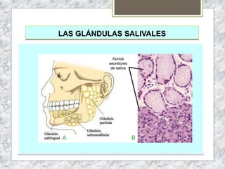LAS GLÁNDULAS SALIVALES
 