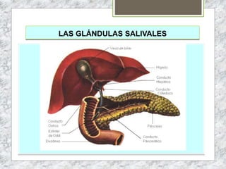 LAS GLÁNDULAS SALIVALES
 