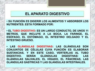 EL APARATO DIGESTIVO
• SU FUNCIÓN ES DIGERIR LOS ALIMENTOS Y ABSORBER LOS
NUTRIENTES. ESTÁ FORMADO POR:
• EL TUBO DIGESTIVO: ES UN LARGO CONDUCTO, DE UNOS 11
METROS, QUE INCLUYE A LA BOCA, LA FARINGE, EL
ESÓFAGO, EL ESTÓMAGO, EL INTESTINO DELGADO Y EL
INTESTINO GRUESO.
• LAS GLÁNDULAS DIGESTIVAS: LAS GLÁNDULAS SON
CONJUNTOS DE CÉLULAS CUYA FUNCIÓN ES ELABORAR
SUSTANCIAS, Y EN ESTE CASO, VERTERLAS AL TUBO
DIGESTIVO. SERÁN GLÁNDULAS DIGESTIVAS: LAS
GLÁNDULAS SALIVALES, EL HÍGADO, EL PÁNCREAS, LAS
GLÁNDULAS GÁSTRICAS Y LAS GLÁNDULAS INTESTINALES.
 