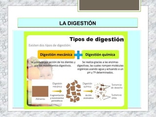 LA DIGESTIÓN
 