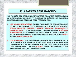 EL APARATO RESPIRATORIO
• LA FUNCIÓN DEL APARATO RESPIRATORIO ES CAPTAR OXÍGENO PARA
LA RESPIRACIÓN CELULAR Y ELIMINAR EL DIÓXIDO DE CARBONO
GENERADO EN LAS CÉLULAS. ESTÁ FORMADO POR:
1. LAS VÍAS RESPIRATORIAS: SON EL CONJUNTO DE CONDUCTOS QUE
LLEVA EL AIRE HASTA LOS PULMONES. DE FUERA A DENTRO SON:
FOSAS NASALES, FARINGE, LARINGE, TRÁQUEA, BRONQUIOS Y
BRONQUIOLOS. LOS BRONQUIOLOS TERMINAN EN LOS ALVÉOLOS
PULMONARES, CON FORMA DE SACO DONDE TIENE LUGAR EL
INTERCAMBIO DE GASES. EN LA LARINGE SE ENCUENTRA LA NUEZ
Y LAS CUERDAS VOCALES.
2. LOS PULMONES: SON 2 ÓRGANOS SITUADOS EN EL INTERIOR DE LA
CAJA TORÁCICA Y SEPARADOS DEL ABDOMEN POR EL MÚSCULO
DIAFRAGMA. ESTÁN PROTEGIDOS POR LAS COSTILLAS Y POR UNA
DOBLE MEMBRANA LLAMADA PLEURA. ENTRE UNA PLEURA Y OTRA
EXISTE UN LÍQUIDO, EL LÍQUIDO PLEURAL..
 