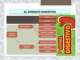 EL APARATO DIGESTIVO
 