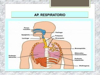 AP. RESPIRATORIO
 
