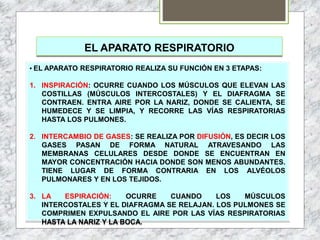EL APARATO RESPIRATORIO
• EL APARATO RESPIRATORIO REALIZA SU FUNCIÓN EN 3 ETAPAS:
1. INSPIRACIÓN: OCURRE CUANDO LOS MÚSCULOS QUE ELEVAN LAS
COSTILLAS (MÚSCULOS INTERCOSTALES) Y EL DIAFRAGMA SE
CONTRAEN. ENTRA AIRE POR LA NARIZ, DONDE SE CALIENTA, SE
HUMEDECE Y SE LIMPIA, Y RECORRE LAS VÍAS RESPIRATORIAS
HASTA LOS PULMONES.
2. INTERCAMBIO DE GASES: SE REALIZA POR DIFUSIÓN, ES DECIR LOS
GASES PASAN DE FORMA NATURAL ATRAVESANDO LAS
MEMBRANAS CELULARES DESDE DONDE SE ENCUENTRAN EN
MAYOR CONCENTRACIÓN HACIA DONDE SON MENOS ABUNDANTES.
TIENE LUGAR DE FORMA CONTRARIA EN LOS ALVÉOLOS
PULMONARES Y EN LOS TEJIDOS.
3. LA ESPIRACIÓN: OCURRE CUANDO LOS MÚSCULOS
INTERCOSTALES Y EL DIAFRAGMA SE RELAJAN. LOS PULMONES SE
COMPRIMEN EXPULSANDO EL AIRE POR LAS VÍAS RESPIRATORIAS
HASTA LA NARIZ Y LA BOCA.
 