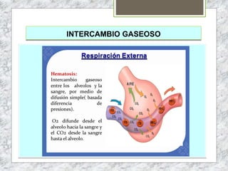 INTERCAMBIO GASEOSO
 
