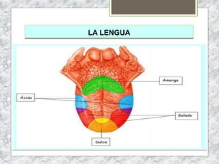 LA LENGUA
 