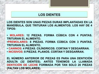 LOS DIENTES
LOS DIENTES SON UNAS PIEZAS DURAS IMPLANTADAS EN LA
MANDÍBULA, QUE TRITURAN LOS ALIMENTOS. LOS HAY DE 4
TIPOS:
• MOLARES: 12 PIEZAS. FORMA CÚBICA CON 4 PUNTAS.
TRITURAN EL ALIMENTO.
•PREMOLARES: 8 PIEZAS. FORMA CÚBICA CON 3 PUNTAS.
TRITURAN EL ALIMENTO.
• CANINOS: 4 PIEZAS. CILÍNDRICOS. CORTAN Y DESGARRAN.
• INCISIVOS: 8 PIEZAS. PLANOS. CORTAN Y DESGARRAN.
EL NÚMERO ANTERIOR DE PIEZAS ES PARA UNA DENTICIÓN
ADULTA (32 DIENTES). ANTES TENEMOS LA LLAMADA
DENTICIÓN DE LECHE FORMADA POR TAN SOLO 20 PIEZAS
(FALTAN LOS MOLARES).
 