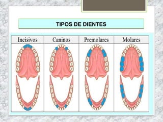 TIPOS DE DIENTES
 