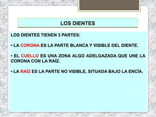 LOS DIENTES
LOS DIENTES TIENEN 3 PARTES:
• LA CORONA ES LA PARTE BLANCA Y VISIBLE DEL DIENTE.
• EL CUELLO ES UNA ZONA ALGO ADELGAZADA QUE UNE LA
CORONA CON LA RAÍZ.
• LA RAÍZ ES LA PARTE NO VISIBLE, SITUADA BAJO LA ENCÍA.
 