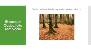 El bosque
Caducifolio
Templado
Se llama también bosque de hojas caducas
 
