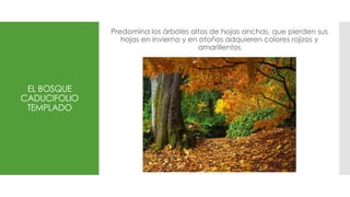 EL BOSQUE
CADUCIFOLIO
TEMPLADO
Predomina los árboles altos de hojas anchas, que pierden sus
hojas en invierno y en otoños adquieren colores rojizos y
amarillentos
 