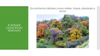 EL BOSQUE
CADUCIFOLIO
TEMPLADO
Encontramos árboles como robles, hayas, abedules y
arces
 