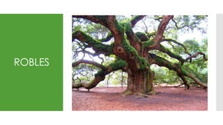 ROBLES
 