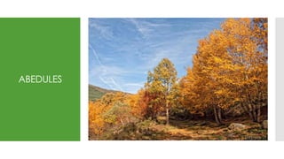 ABEDULES
 