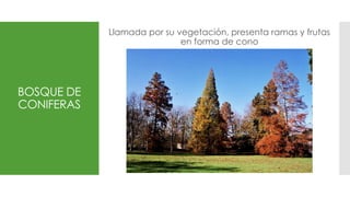 Bosque de coníferas o taiga
Llamada por su vegetación, presenta ramas y frutas
en forma de cono
BOSQUE DE
CONIFERAS
 