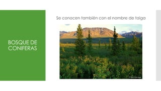 Bosque de coníferas o taiga
Se conocen también con el nombre de taiga
BOSQUE DE
CONIFERAS
 